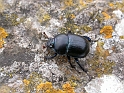 Tor beetle - A